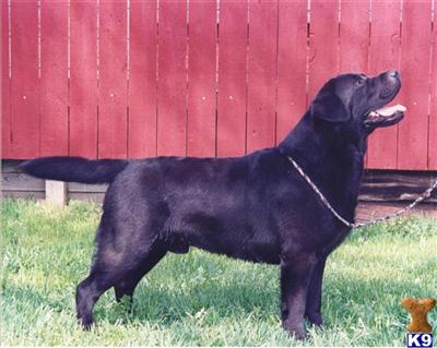 TOP AKC CHAMPION LABRADOR STUDS IN ALL COLORS
