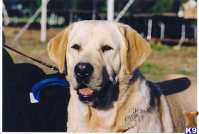 AKC CHAMPION YELLOW LARADOR STUDS