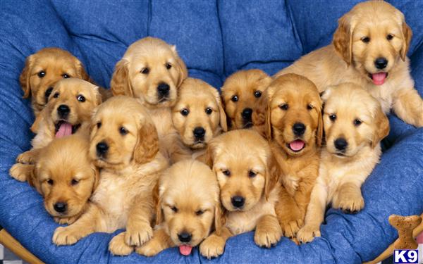 AKC GOLDEN RETRIEVER PUPPIES