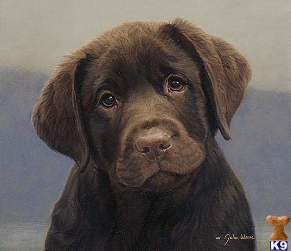 AKC Chocolate Champion Sired Labrardor Puppies