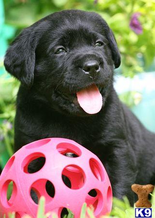 AKC LABRADOR RETRIEVER PUPS