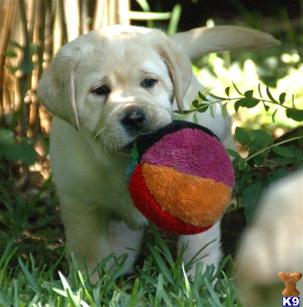 AKC LABRADOR RETRIEVER PUPS