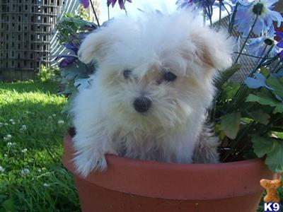 Gorgeous Maltese Boys - Only 2  available.
