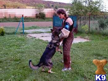 Begina Z Kvetnej Cesty, SVV1 