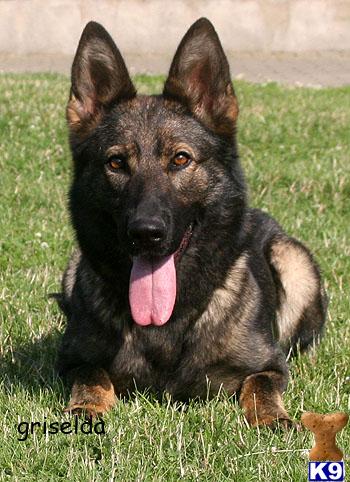 Top Working Line Puppies For Sale