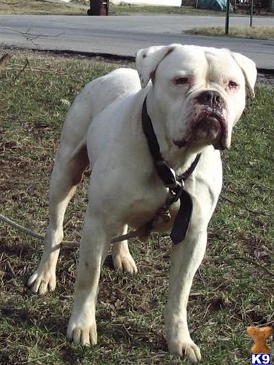 Top quality bulldogs