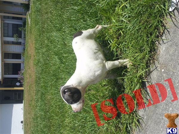 Puppies For Sale UKC PR Reg