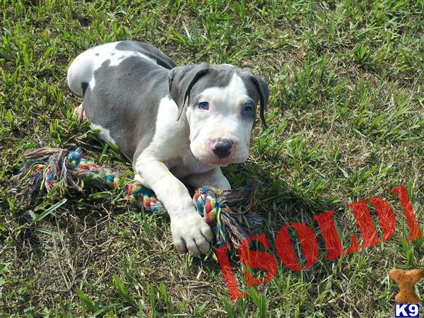 Puppies For Sale UKC Purple Ribbon Reg.