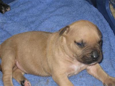 UKC and ADBA pit puppies