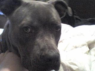 Christinas Blue Magic or Achilles