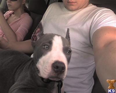 Blu