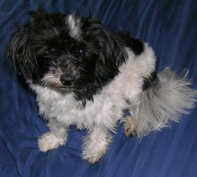 Pepper