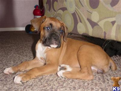 AKC Registered Puppy