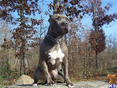 Bolo