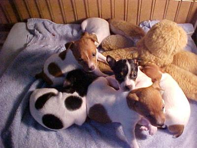 Toy Fox Terrier Puppies