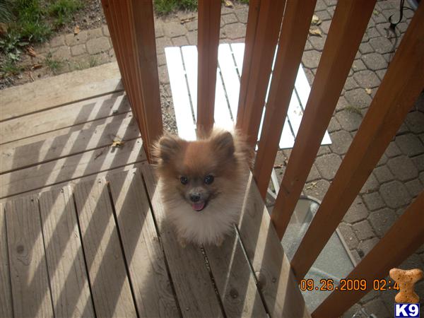 Milo 