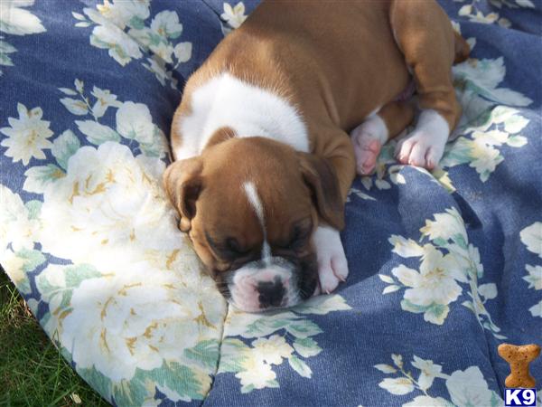 boxer puppies ma document moved boxer puppies ma document moved