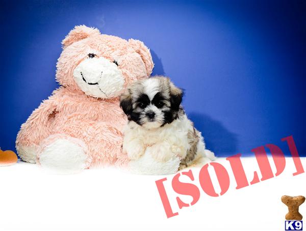 puppies for adoption in cleveland ohio teddy puppies for sale in cleveland oh breeds picture puppies for adoption in cleveland ohio teddy puppies for sale in cleveland oh breeds picture
