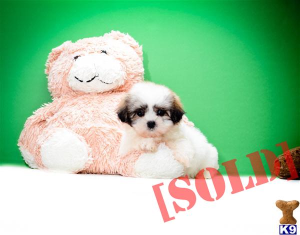 puppies for adoption in cleveland ohio teddy puppies for sale in cleveland oh breeds picture puppies for adoption in cleveland ohio teddy puppies for sale in cleveland oh breeds picture