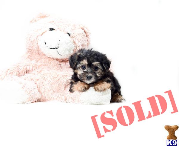 yorkie puppies for sale in akron ohio document moved yorkie puppies for sale in akron ohio document moved