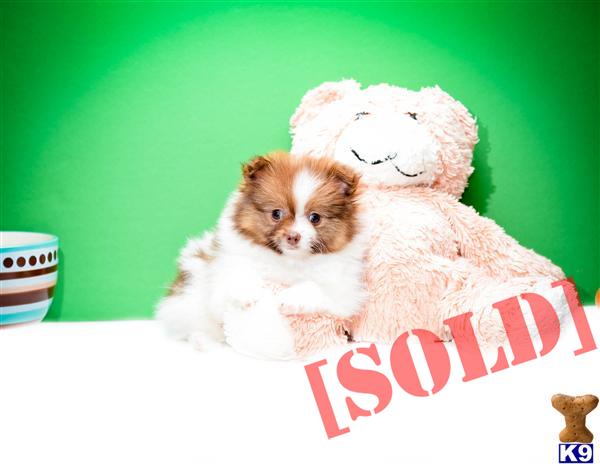 pomeranian for sale cincinnati ohio document moved pomeranian for sale cincinnati ohio document moved