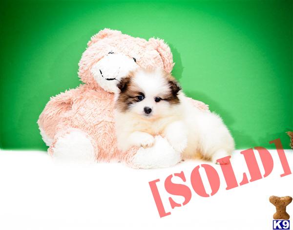 teacup pomeranian for sale vancouver teacup pomeranian puppies for sale durban dogs puppies teacup pomeranian for sale vancouver teacup pomeranian puppies for sale durban dogs puppies