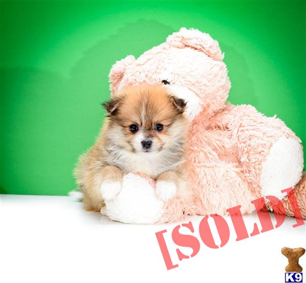 pomeranian puppies for sale in toledo ohio document moved pomeranian puppies for sale in toledo ohio document moved