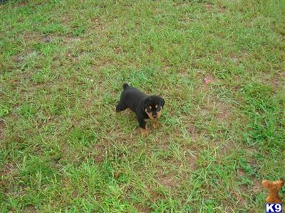 AKC Rottie pups with OFA Certs and German Lines