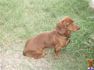 Rufus
