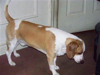 Chico
