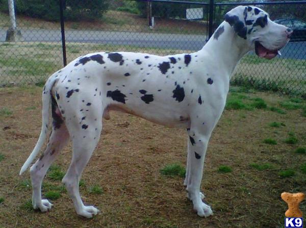 great dane puppies nc document moved great dane puppies nc document moved