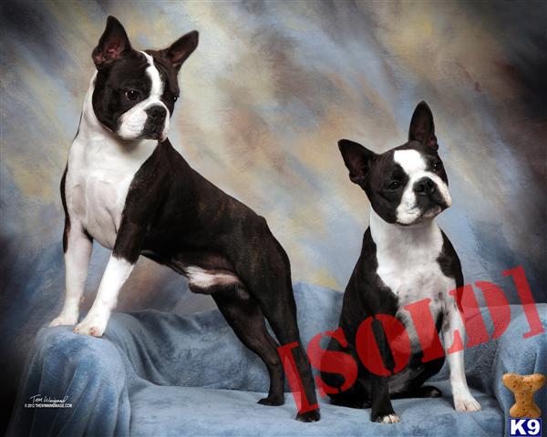 Champion sired pups available