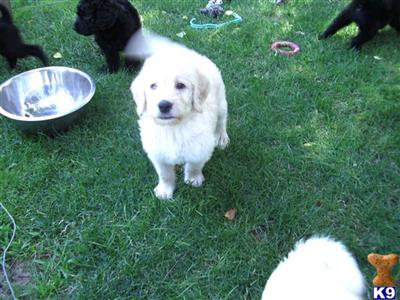 LABRADOODLE PUPPIES