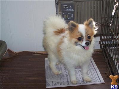 CKC POMERANIAN PUPS