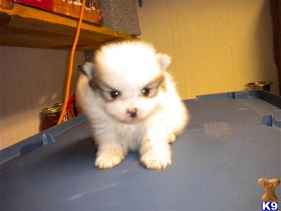 CKC POMERANIAN BOYS