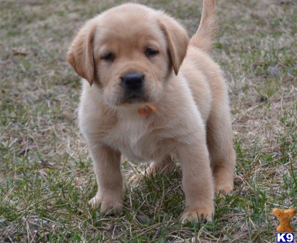 puppies for sale in wi chocolate puppies for sale in wisconsin puppies for sale in wi chocolate puppies for sale in wisconsin