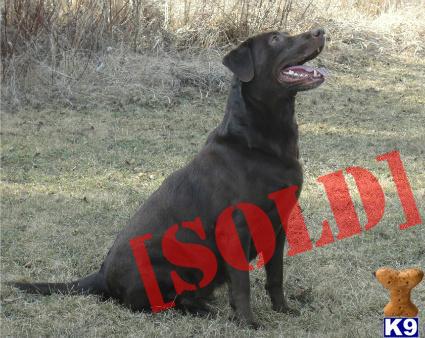 Upcoming litter of AKC Chocolate Lab Puppies