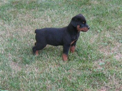AKC ROTTWEILER PUPPIES