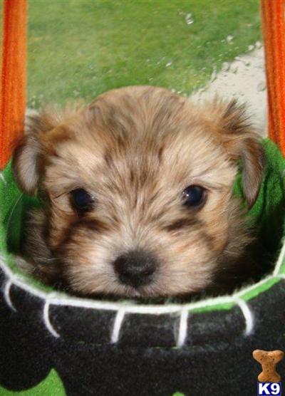 MORKIE PUPPIES