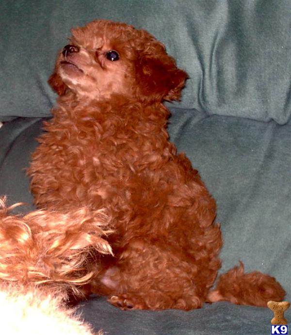 AKC Dark Red Female Toy  Poodle Puppy