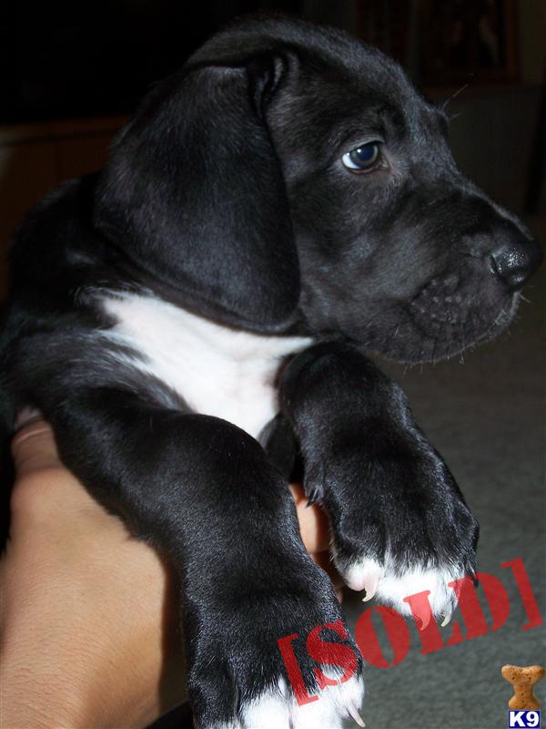 great dane puppies california blue great dane breeders in southern california breeds picture great dane puppies california blue great dane breeders in southern california breeds picture