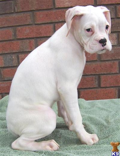 Cirrus Champion Sired