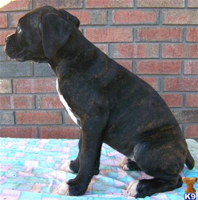 Shadow Champion Sired