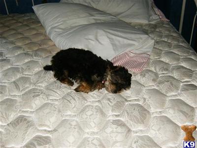 Oakley
