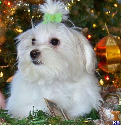Maltese babies