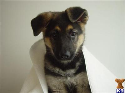 AKC Registered German Shepherd Puppies