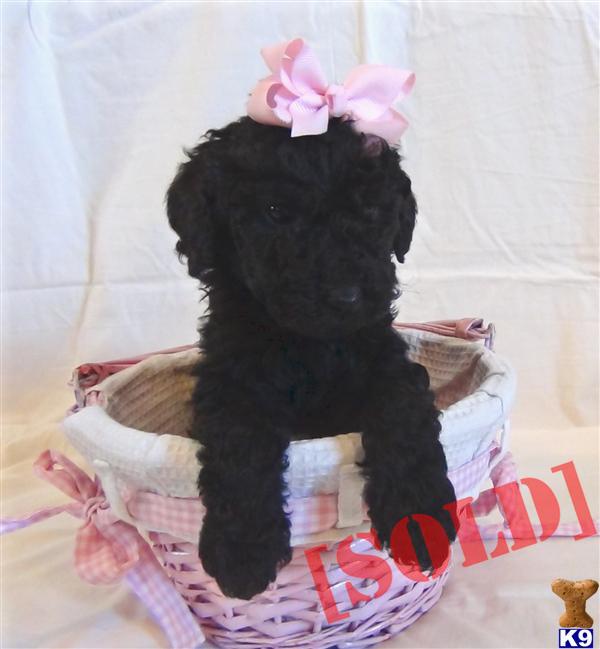 Beautiful Black Female Standard Poodle Puppies