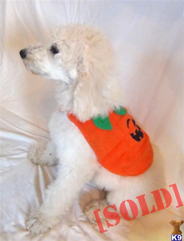 Adorable Cream Standard Poodle Male Puppy