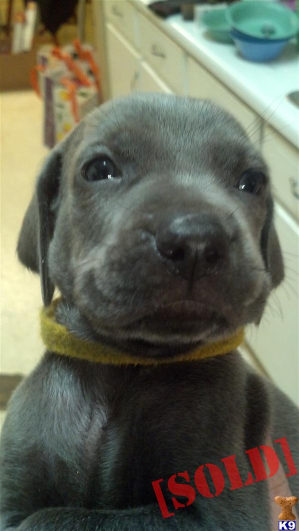 weimaraner puppies for sale in ga document moved weimaraner puppies for sale in ga document moved