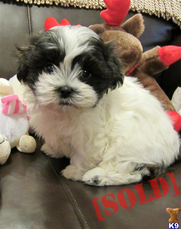 shih tzu shedding puppy coat document moved shih tzu shedding puppy coat document moved